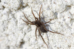 Pardosa