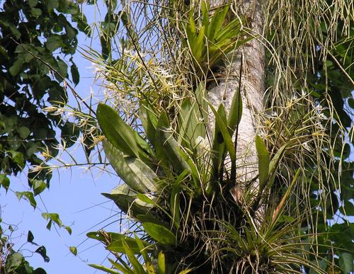 Image of Epidendrum ciliare by (c) Todd Boland, some rights reserved (CC BY)
