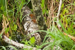 Laterallus albigularis