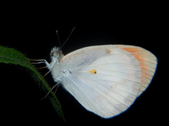 Colotis euippe mediata