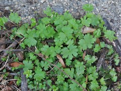 Bowlesia incana
