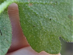 Bowlesia incana