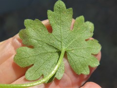 Bowlesia incana