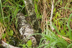 Laterallus albigularis