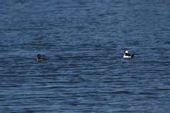 Bucephala albeola