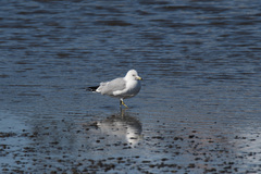 Larus delawarensis