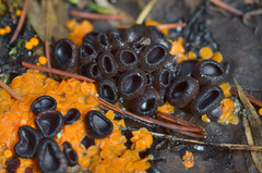 Pseudombrophila guldeniae