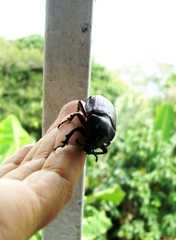 Scarabaeidae