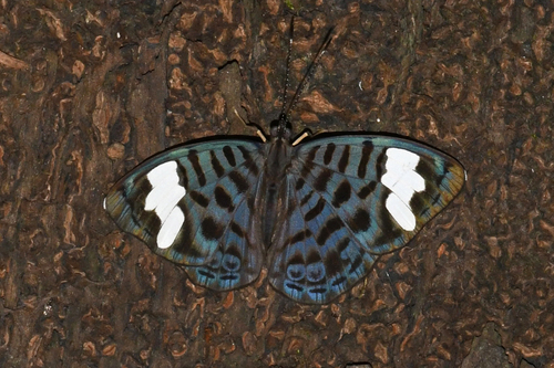 Ectima iona