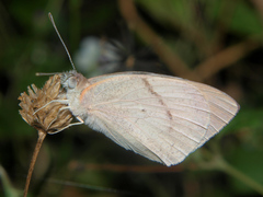 Colotis ione