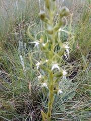 Habenaria cornuta