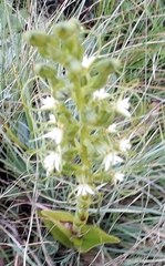 Habenaria cornuta