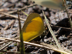 Eurema desjardinsii