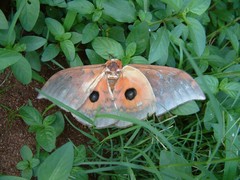 Pseudobunaea pallens