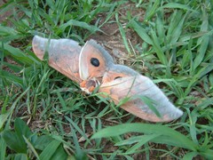 Pseudobunaea pallens