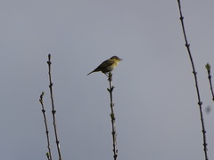 Phylloscopus ibericus