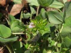 Sherardia arvensis
