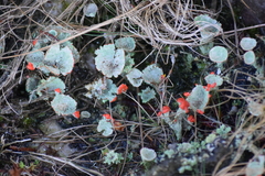 Cladonia coccifera