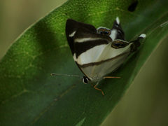 Abisara rogersi