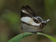 Abisara rogersi