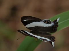 Abisara rogersi