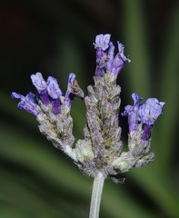 Lavandula multifida image