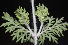 Lavandula multifida image