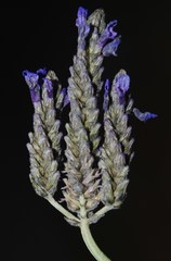 Lavandula multifida image