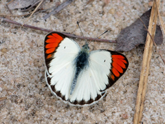 Colotis euippe mediata