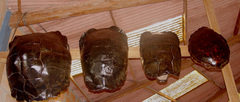 Chelonoidis niger donfaustoi