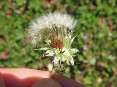 Taraxacum erythrospermum