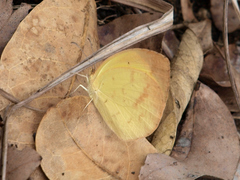 Eurema desjardinsii