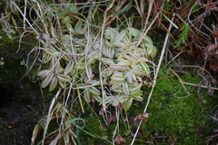 Pinguicula lusitanica
