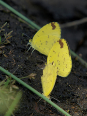 Eurema hecabe solifera