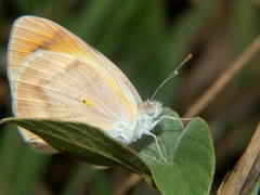 Colotis antevippe
