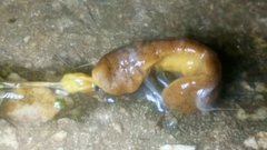Laevicaulis natalensis natalensis