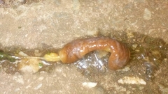 Laevicaulis natalensis natalensis