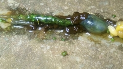 Laevicaulis natalensis natalensis