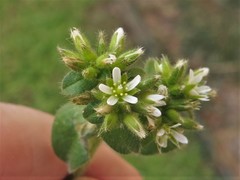 Cerastium glomeratum