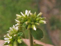 Cerastium glomeratum