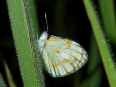 Colotis antevippe
