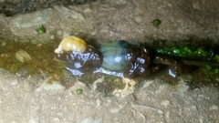 Laevicaulis natalensis natalensis