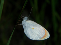 Colotis euippe mediata