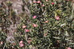 Delosperma testaceum