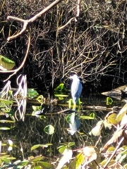 Actinemys marmorata marmorata