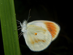 Colotis antevippe