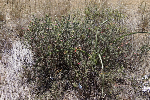 Image of Delosperma testaceum by (c) Tony Rebelo, some rights reserved (CC BY-SA)