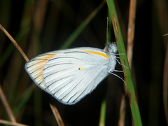 Colotis antevippe