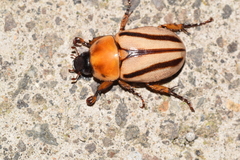 Cyclocephala complanata