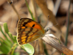 Colotis vesta